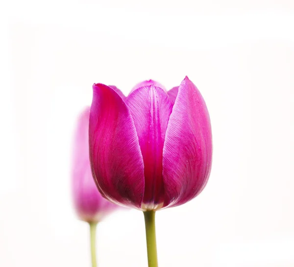 Dva fialové tulipány — Stock fotografie