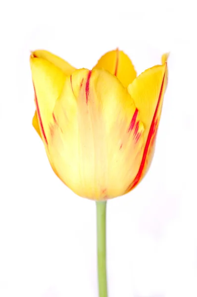 Один желтый тюльпан — стоковое фото