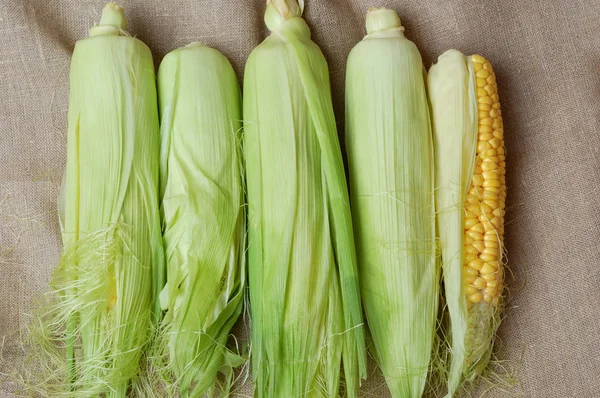 Mazorcas de maíz sobre tela de saco —  Fotos de Stock