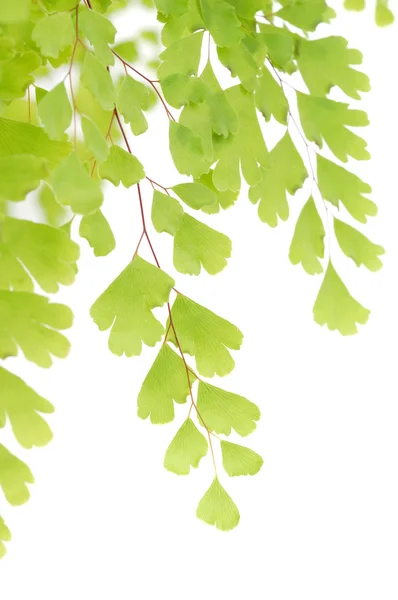 Beautiful tiny green leaves — Stock Photo, Image