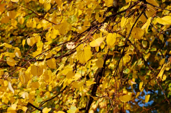 Feuilles de tilleul jaune — Photo