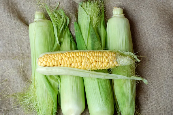 Raw Corn cobs — Stock Photo, Image
