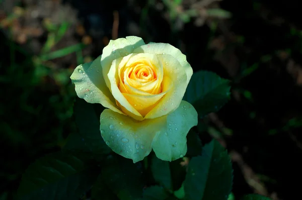 Yellow rose in the garden — Stock Photo, Image