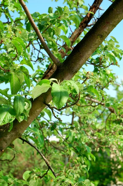 Almafa zöld levelekkel — Stock Fotó