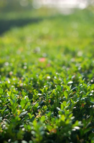 Green boxwood leaves — Stock Photo, Image