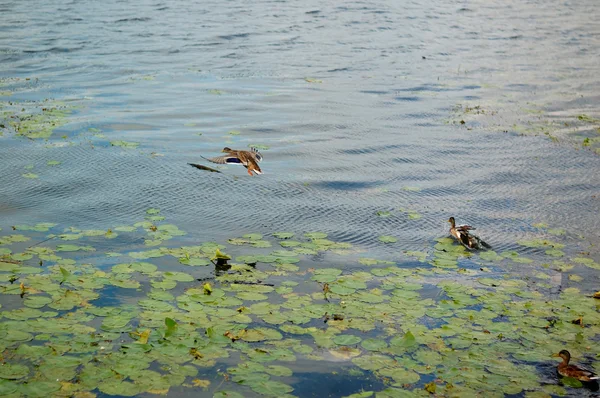 Eend in een meer — Stockfoto