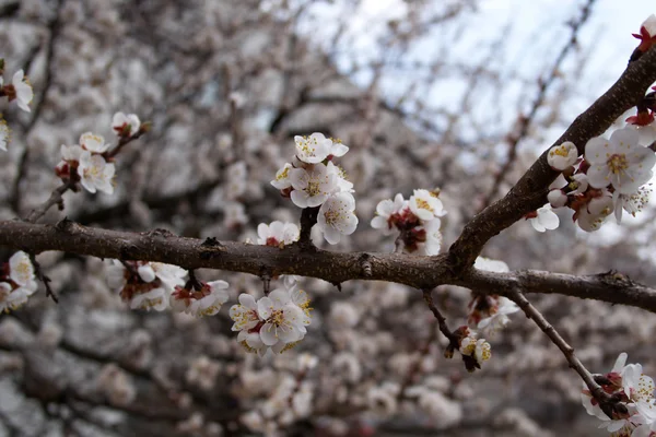Kirschblüte im Garten — Stockfoto