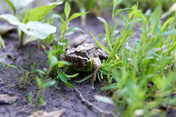 Rana verde nell'erba — Foto Stock