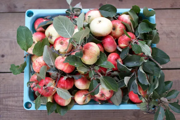 Cesta llena de manzanas —  Fotos de Stock