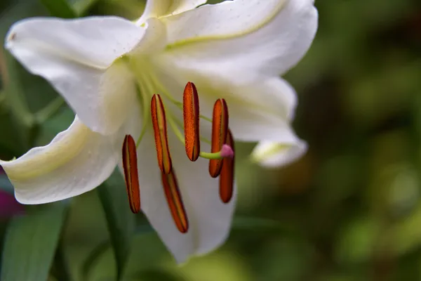 Weiße Lilienblüte — Stockfoto