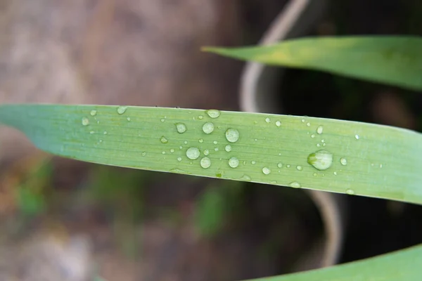 Water drops on leaf — Stock Photo, Image