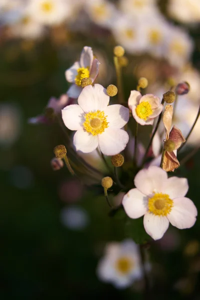 Güneş ışığı ile Anemona
