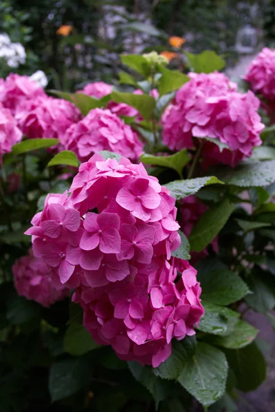 Flores de hortênsia rosa — Fotografia de Stock