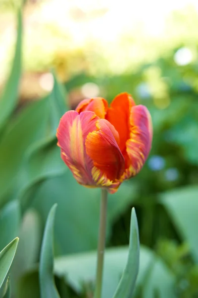 Barevný Tulipán v zahradě — Stock fotografie