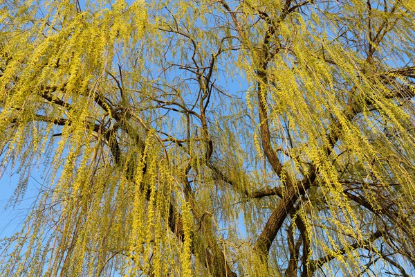 Willow tree proti obloze — Stock fotografie