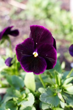 Bahçe içinde karanlık Hercai Menekşe