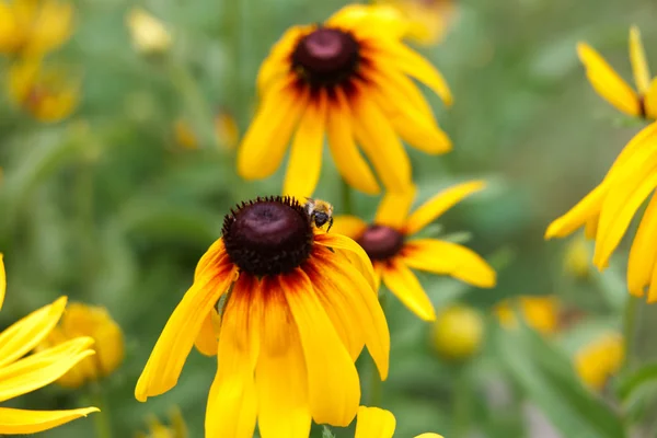 Rudbeckia κήπο με την μέλισσα — 图库照片