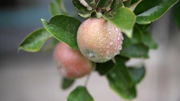 Manzanas maduras deliciosas con gotas — Vídeo de stock