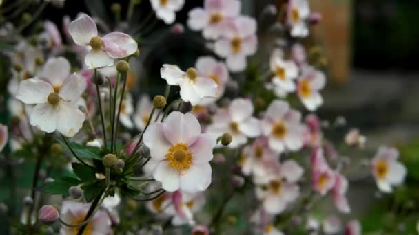 Flores cor de rosa Anemona — Vídeo de Stock