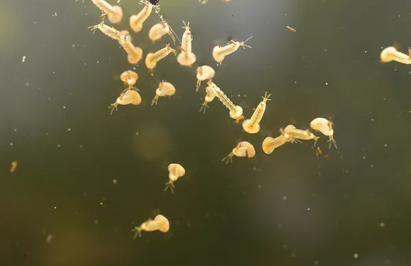 Mosquito Larva Pictures Mosquito Larva Stock Photos Images Depositphotos