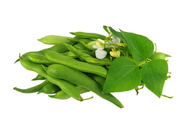 Bean with flower and leaf — Stock Photo, Image