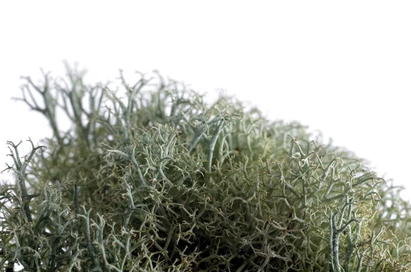 Greenish moss — Stock Photo, Image