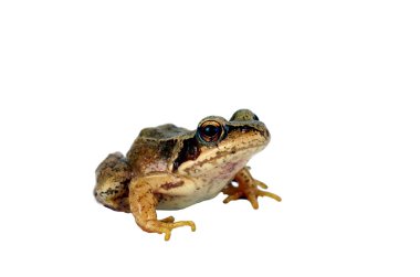 kahverengi kurbağa