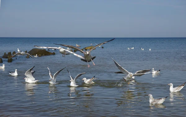 Sea gull — Stock fotografie