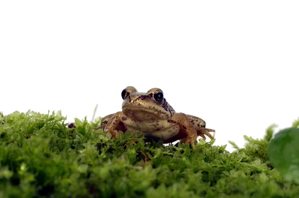 Frog on moss — Stock Photo, Image
