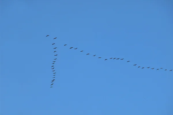 Voar para longe pássaros — Fotografia de Stock