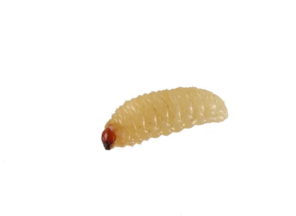 Bir larva — Stok fotoğraf