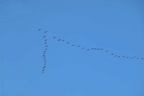 Flying away birds — Stock Image Flying away birds Stock Picture