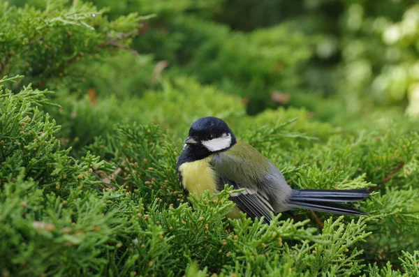 Kohlenmaus — Stockfoto