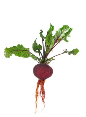 kırmızı pancar kesmek