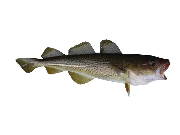 Codfish — Stock Photo, Image