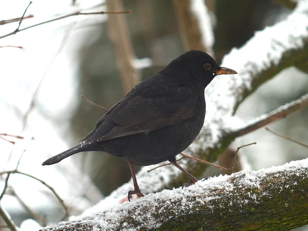 Blackbird — Stock Photo, Image