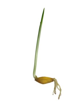 Mısır gevreği takımıdır