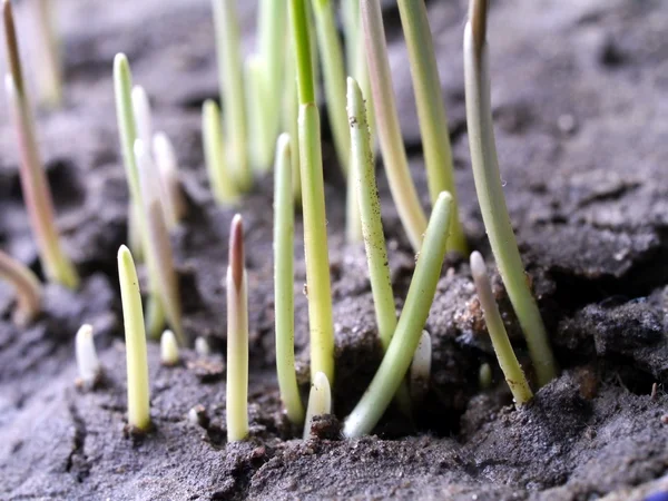 Cracked dry ground — Stock Photo, Image