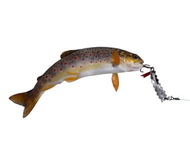 fresh stream trout with bait clipart