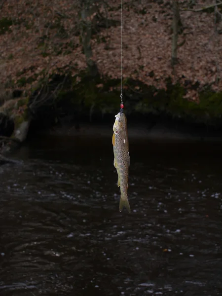 Akım alabalık Balık tutma-çubuk üzerinde — Stok fotoğraf