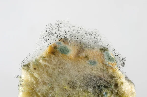 Mouldy bread — Stock Photo, Image