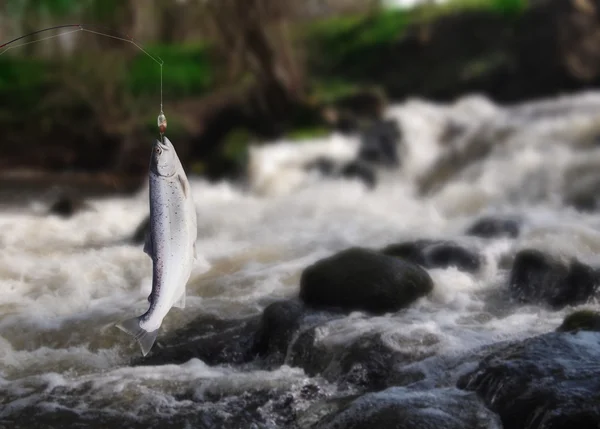 Salmão sobre cana de pesca — Fotografia de Stock