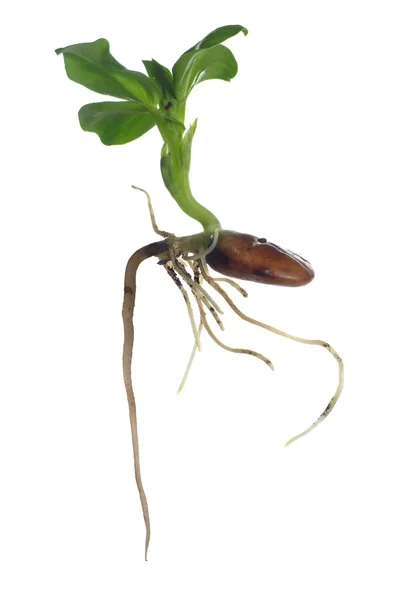 Growing broad bean — Stock Photo, Image