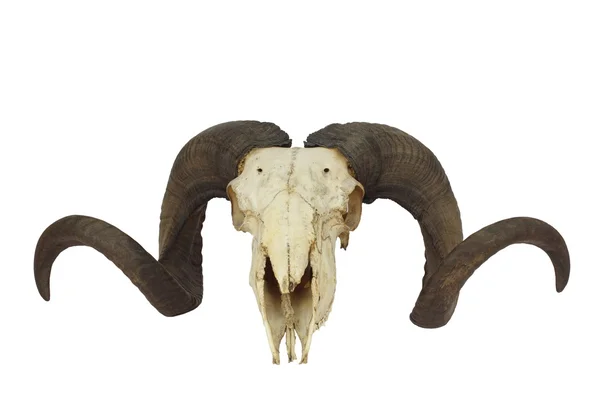 Cranio di ariete con grande corno — Foto Stock