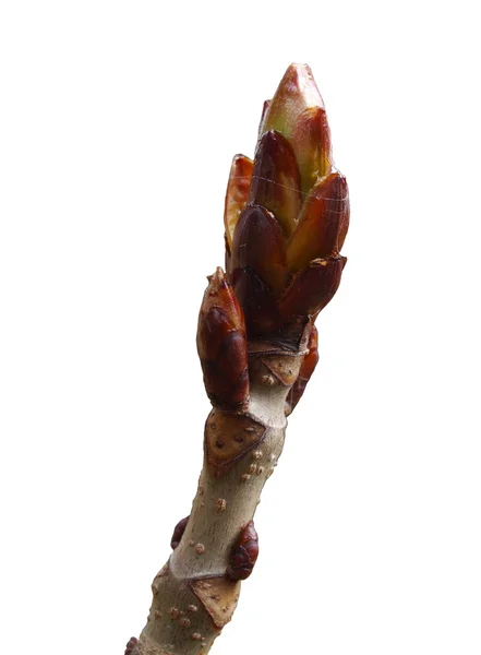 Fresh buds chestnut — Stock Photo, Image