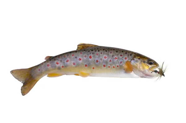 Fresh stream trout with bait — Stock Photo, Image