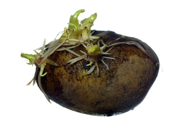 Проростання картоплі — стокове фото