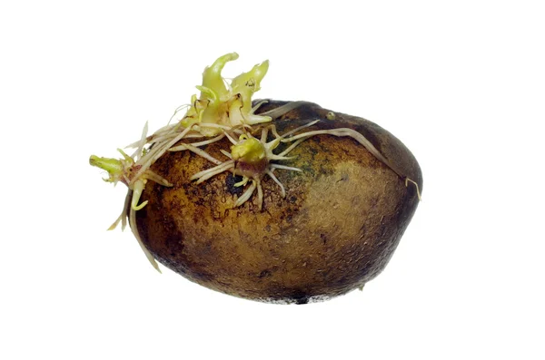 Batata germinante — Fotografia de Stock