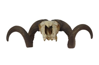 büyük horn ile RAM kafatası