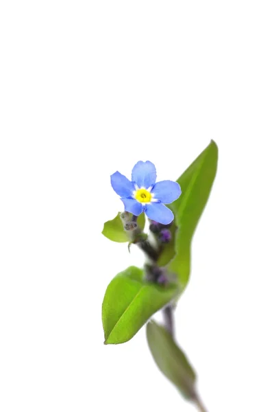 Forget-me-not — Stock Photo, Image